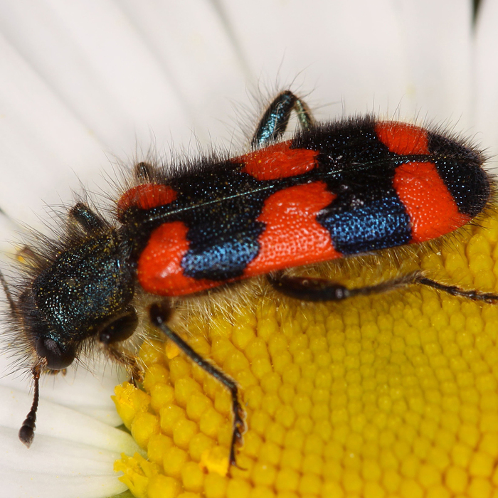 Bienenwolf (Trichodes favarius) - © Erwin Holzer Bienenwolf (Trichodes favarius) - © Erwin Holzer